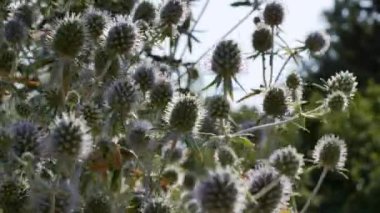 Eryngium officinale, mavi başlı kır çiçeği güneşli bir yaz gününde tarlada