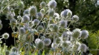 Eryngium officinale, mavi başlı kır çiçeği güneşli bir yaz gününde tarlada