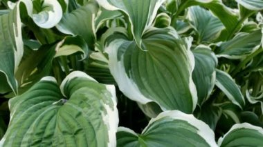 Yeşil çalı Hosta. Hosta gidiyor. Doğa arkaplan resmi. Güzel Hosta arka planda kalır. Hosta - peyzaj parkı ve bahçe tasarımı için süs bitkisi.