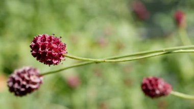 Sanguisorba, Sanguisorba doğal arka planda. Bahçedeki burnet çiçekleri