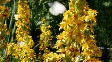 Ligularia (Ligularia dentata) bahçede. Leopar bitkisinin sarı çiçekleri doğal arkaplanda