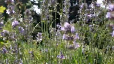 Lavandula 'nın mavi çiçekleri doğal arka planda. Lavanta çiçekleriyle güzel bir yaz manzarası. Lavanda mor çiçekleri Bahçede açan güzel güneş ışığı
