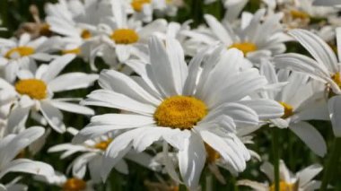 Bahçedeki papağanlar. Çiçek açan odaların olduğu güzel bir doğa manzarası. Papatya Baharı çiçekli arka plan. Yaz papatyası arkaplanı.