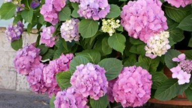 Muhteşem infloresans ortanca bahçesi. Güzel hortensiya çiçekleri.
