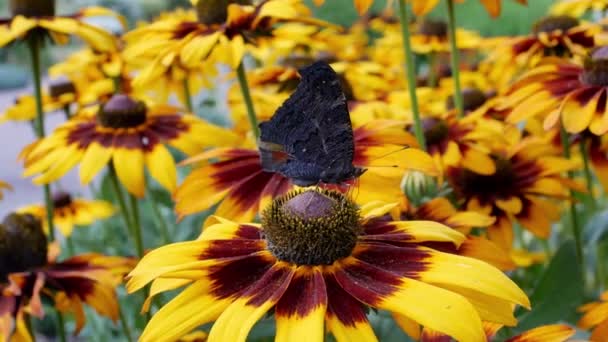 Laranja Jardins Margaridas Rudbeckia Flores Rudbecia Paisagismo Lady Pintada Vanessa — Vídeo de Stock