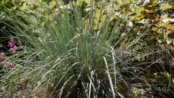 Festuca Glauca在花园里园中的装饰草木和香草 — 图库视频影像