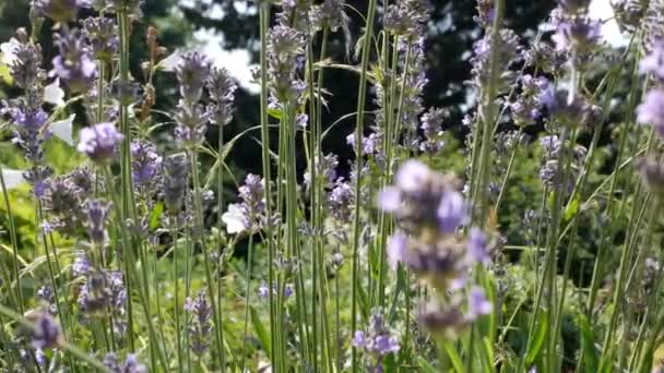 Niebieskie Kwiaty Lavandula Naturalnym Tle Piękny Letni Widok Kwiatami Lawendy — Wideo stockowe