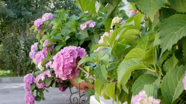 Magnifique Jardin Hortensias Inflorescence Belles Fleurs Hortensia — Video