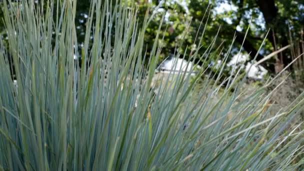 Festuca Glauca Garden Ornamental Grasses Herbs Garden — Stock Video