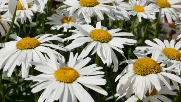 Chamomilies Garden Beautiful Scene Nature Blooming Chamomilies Chamomile Spring Floral — Stock Video