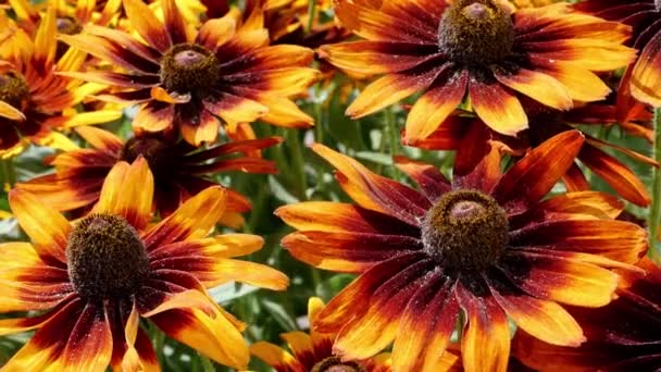 Orange Gardens Daisies Rudbeckia Flowers Rudbecia Landscape Design — Stock Video