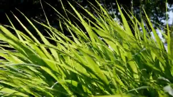 緑の観賞用草 ハコネクロマクラ — ストック動画