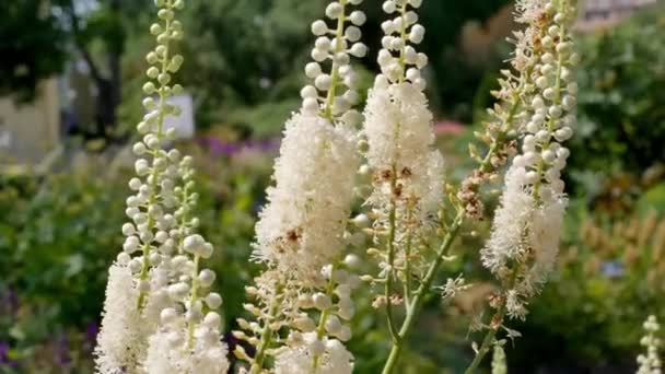 Actaea Heracleifolia Пчела Саду Выращивание Лекарственных Растений Саду Белые Соцветия — стоковое видео