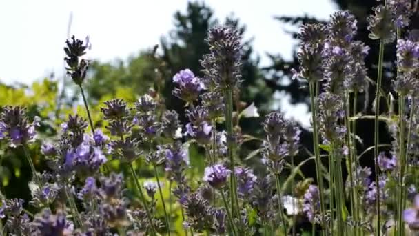 Голубые Цветки Лаванды Естественном Фоне Летний Вид Цветками Лаванды Лаванда — стоковое видео