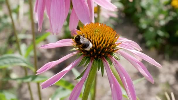 Echinacea Květiny Bumble Včela Coneflows Zahradě Léčivé Rostliny Zahradě — Stock video