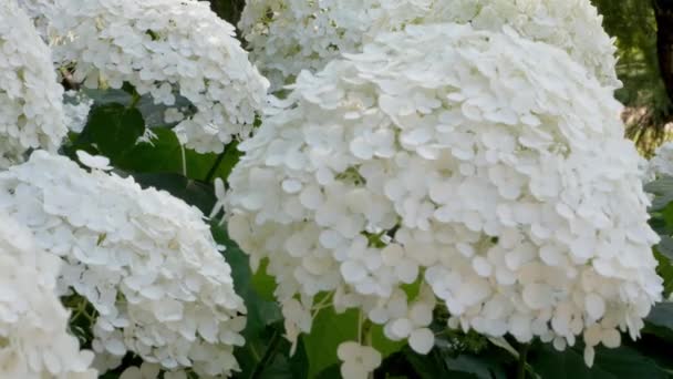 Chinese Snowball Viburnum Flower Heads Snowy Guelder Rose Viburnum Opulus — Stock Video