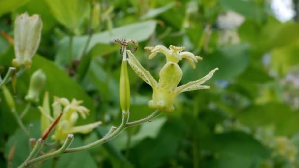 Verde Tricyrtis Latifolia Sullo Sfondo Della Natura — Video Stock