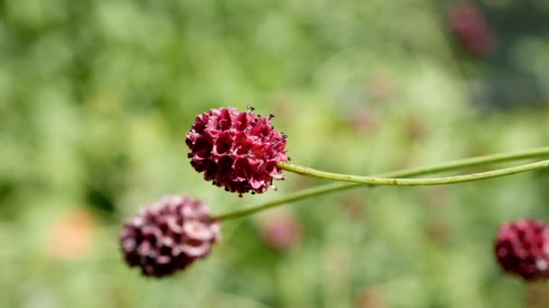 Sanguisorba 自然背景的Sanguisorba Officinalis 花园里一片片的麻雀花 — 图库视频影像