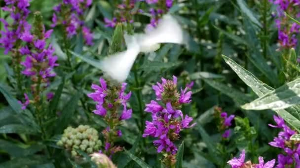天然背景下的水仙花紫色花 — 图库视频影像