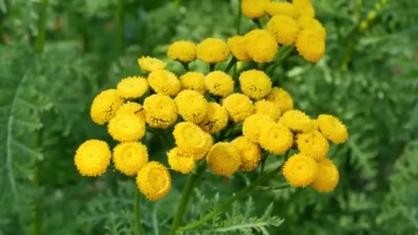 Tanacetum Vulgare Fondo Natural Flores Amarillas Tanacetum Vulgare Common Tansy — Vídeos de Stock