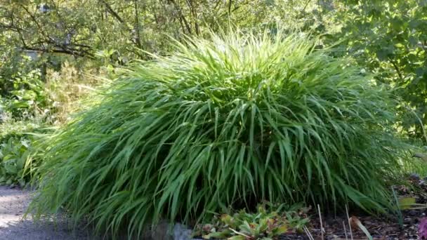 Grön Prydnadsgräs Naturen Bakgrund — Stockvideo