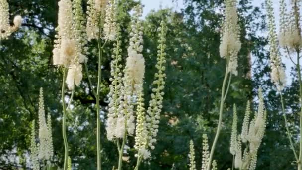 Actaea Heracleifolia Jardín Cultivo Plantas Medicinales Jardín Inflorescencias Blancas Cimicifuga — Vídeos de Stock