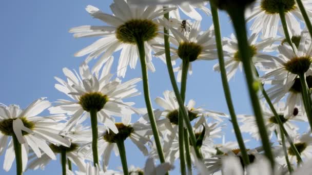 Kamomillor Trädgården Vacker Naturscen Med Blommande Kamomiller Kamomill Våren Blommig — Stockvideo