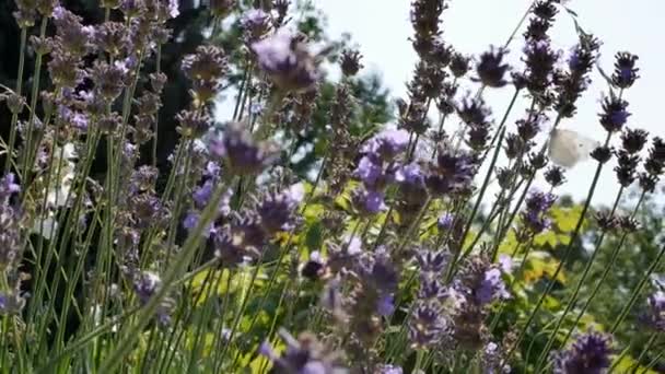 Голубые Цветки Лаванды Естественном Фоне Летний Вид Цветками Лаванды Лаванда — стоковое видео