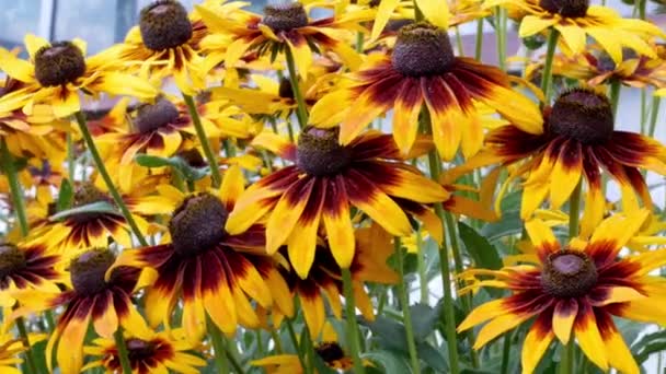 Πορτοκαλί Μαργαρίτες Κήπους Rudbeckia Λουλούδια Rudbecia Στο Σχεδιασμό Τοπίου — Αρχείο Βίντεο