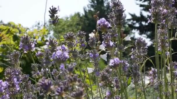 天然の背景にラバンドラの青い花 ラベンダーの花と美しい夏の景色 ラバンダ紫色の花庭に咲く美しい日差し — ストック動画