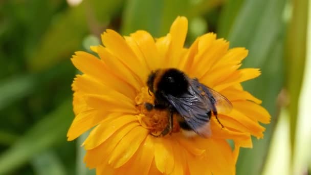 Sarı Zambak Çiçeği Liyum Polymja Bahçede Bal Arısı — Stok video