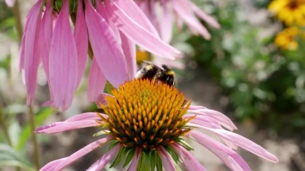 Эхинацея Цветы Bumble Пчелы Coneflowers Саду Лекарственные Растения Саду — стоковое видео