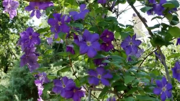 Flores Viñas Perennes Clematis Jardín Creciendo Clematis Clematis Floreciente — Vídeo de stock