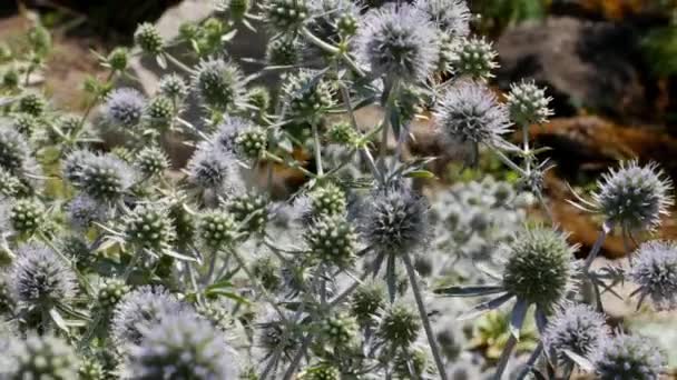 Eryngium Officinale Fiori Selvatici Dalla Testa Blu Una Giornata Estiva — Video Stock