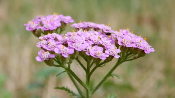 Flores Milenrama Rosa Sobre Fondo Naturaleza — Vídeo de stock