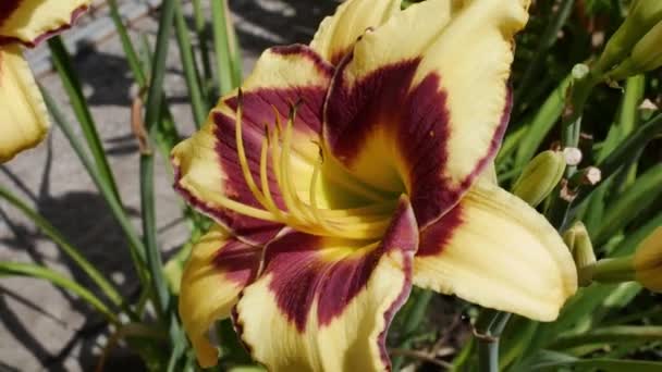 Fleurs Lillium Lilium Sort Polymja Dans Jardin — Video