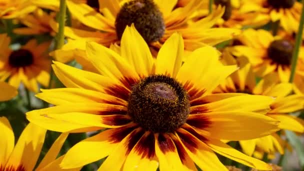 Laranja Jardins Margaridas Rudbeckia Flores Rudbecia Design Paisagem — Vídeo de Stock