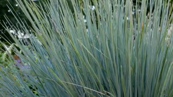 Festuca Glauca Trädgården Prydnadsgräs Och Örter Trädgården — Stockvideo