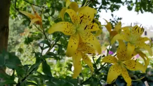Жовті Квіти Лілії Лілій Сорту Полімія Саду — стокове відео