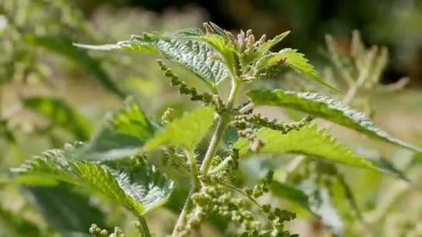 Ortica Con Foglie Verdi Morbide Sfondo Ortica Vegetale Cresce Nel — Video Stock