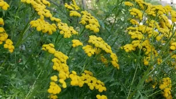 Tanacetum Vulgare Naturalnym Tle Żółte Kwiaty Tanacetum Vulgare Common Tansy — Wideo stockowe