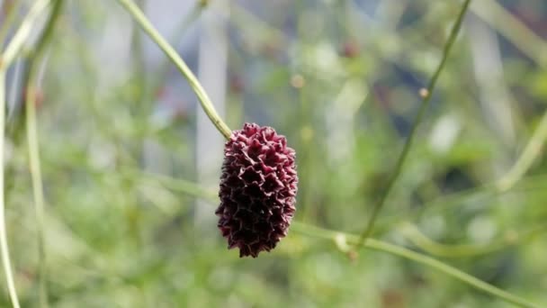 Sanguisorba Sanguisorba Officinalis Fundo Natural Fluxos Burnet Jardim — Vídeo de Stock