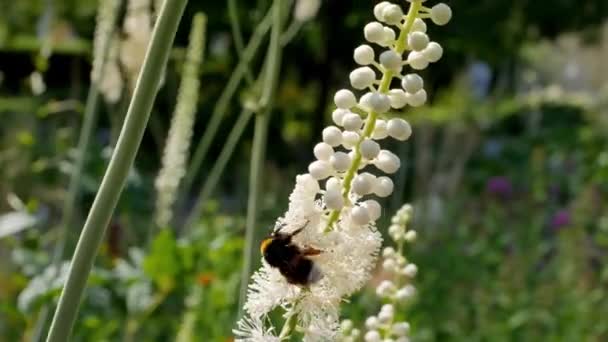 Bahçede Actaea Heracleifolia Arı Var Bahçede Tıbbi Bitkiler Yetiştiriyor Cimicifuga — Stok video