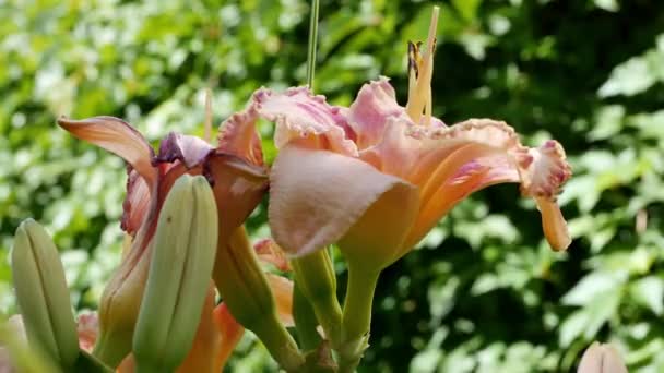 Bahçedeki Lillium Çiçekleri Lityum Sıralaması — Stok video