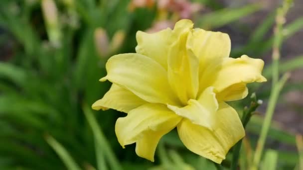 Λίλιουμ Λουλούδι Lilium Είδος Polymja Στον Κήπο — Αρχείο Βίντεο