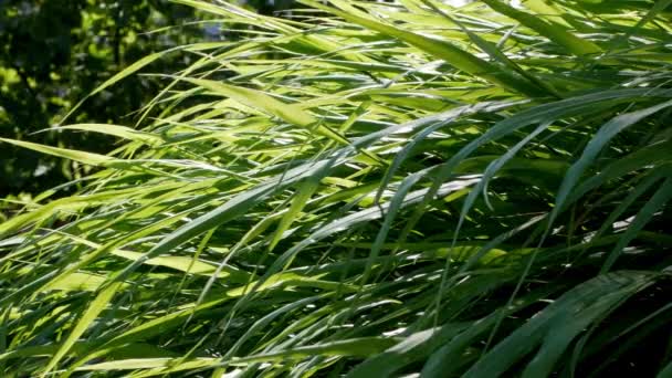 Zielona Trawa Ozdobna Hakonechloa Macra — Wideo stockowe