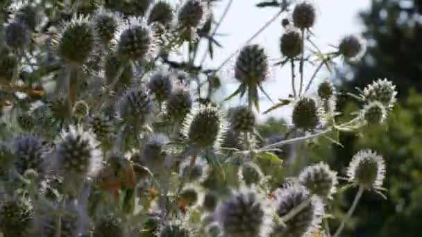 Eryngium Officinale Niebieskogłowy Dziki Kwiat Słoneczny Letni Dzień Polu — Wideo stockowe