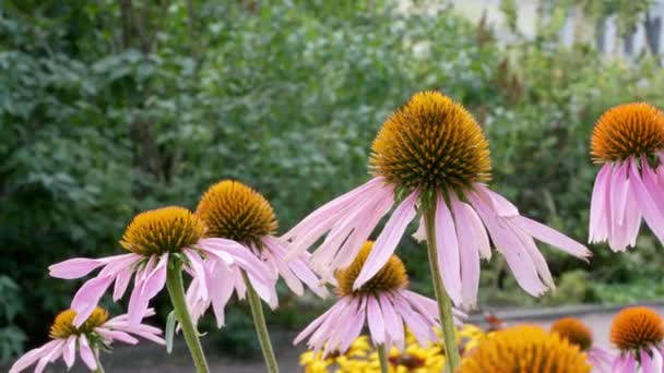Echinacea Květiny Coneflows Zahradě Léčivé Rostliny Zahradě — Stock video