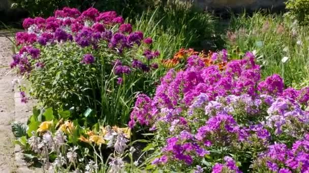 自然を背景に庭で花を咲かせ — ストック動画