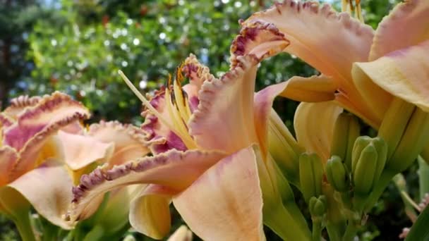 Lillium Flores Lilium Sorte Polymja Jardim — Vídeo de Stock
